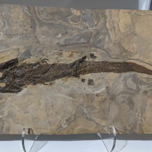 Genuine Permian Age Actinodon Amphibian Fossil for Sale from Germany #1