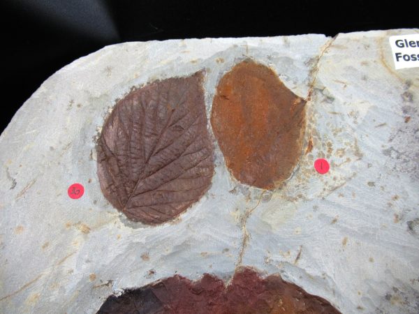 Genuine Paleocene Age Fossil Leaves From Montana For Sale #119e