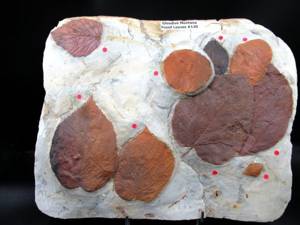 Genuine Paleocene Age Fossil Leaves From Montana For Sale #120