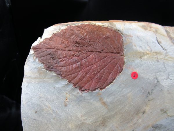 Genuine Paleocene Age Fossil Leaves From Montana For Sale #120a