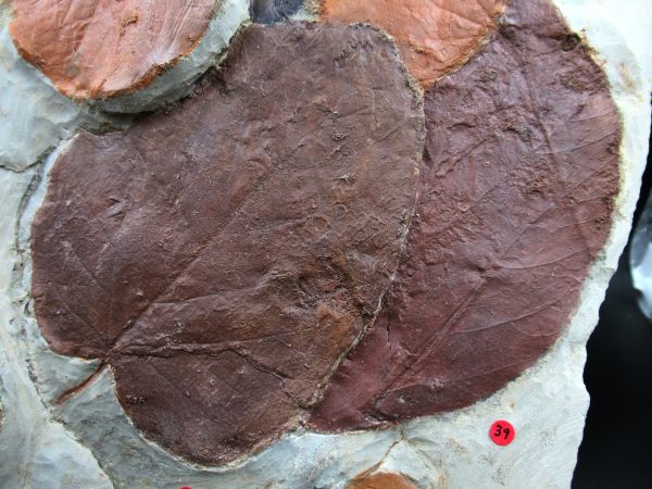 Genuine Paleocene Age Fossil Leaves From Montana For Sale #120d