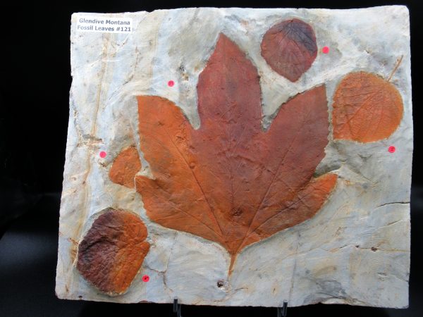 Genuine Paleocene Age Fossil Leaves From Montana For Sale #121