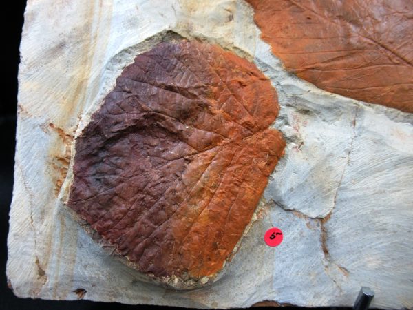 Genuine Paleocene Age Fossil Leaves From Montana For Sale #121a