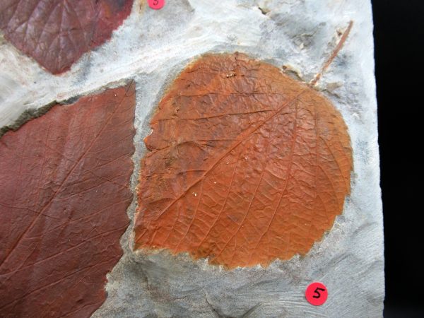 Genuine Paleocene Age Fossil Leaves From Montana For Sale #121c