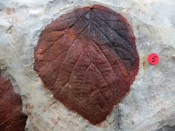 Genuine Paleocene Age Fossil Leaves From Montana For Sale #121d