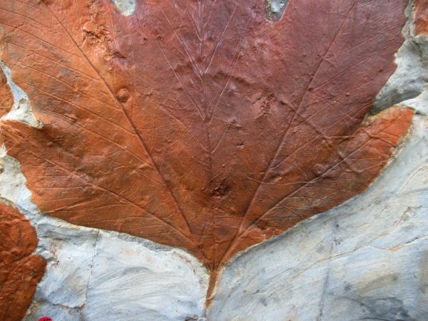 Genuine Paleocene Age Fossil Leaves From Montana For Sale #121g