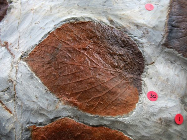 Genuine Paleocene Age Fossil Leaves From Montana For Sale #122e