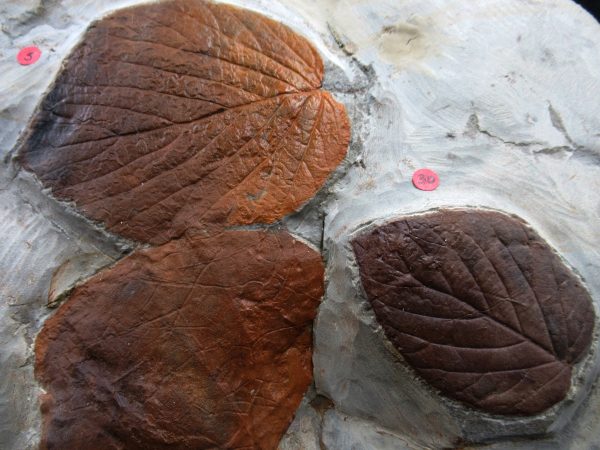 Genuine Paleocene Age Fossil Leaves From Montana For Sale #122f