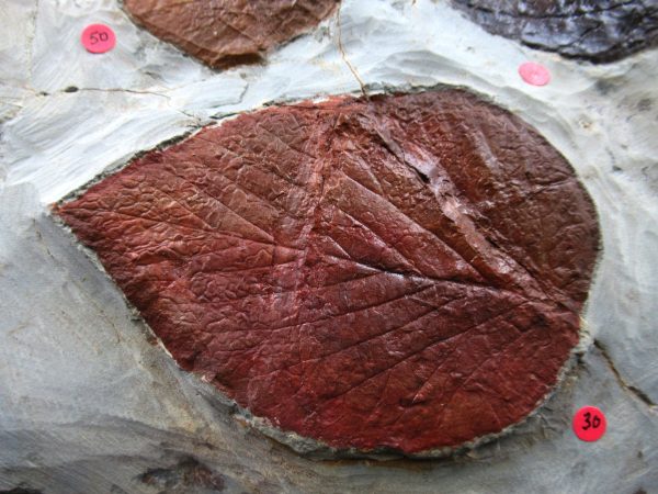 Genuine Paleocene Age Fossil Leaves From Montana For Sale #122i