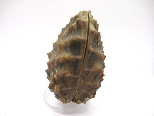 Genuine Jurassic Age Trigonia Bivalve Fossil for Sale from Portugal #12a