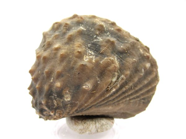 Genuine Jurassic Age Trigonia Bivalve Fossil for Sale from Portugal #12b