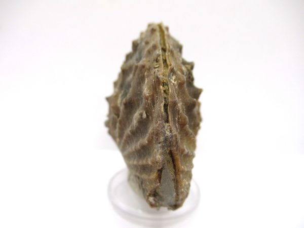 Genuine Jurassic Age Trigonia Bivalve Fossil for Sale from Portugal #12c