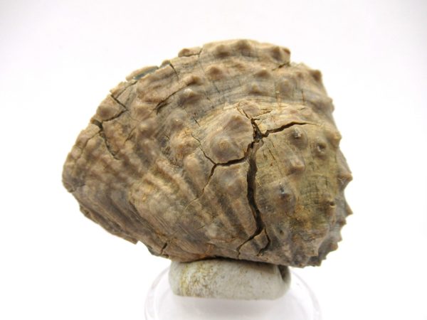 Genuine Jurassic Age Trigonia Bivalve Fossil for Sale from Portugal #14