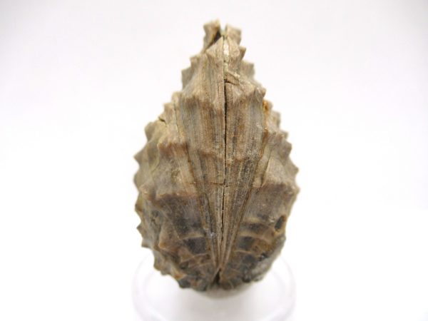 Genuine Jurassic Age Trigonia Bivalve Fossil for Sale from Portugal #14a