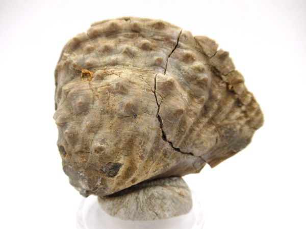 Genuine Jurassic Age Trigonia Bivalve Fossil for Sale from Portugal #14b