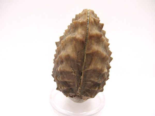 Genuine Jurassic Age Trigonia Bivalve Fossil for Sale from Portugal #17a