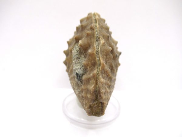 Genuine Jurassic Age Trigonia Bivalve Fossil for Sale from Portugal #17c