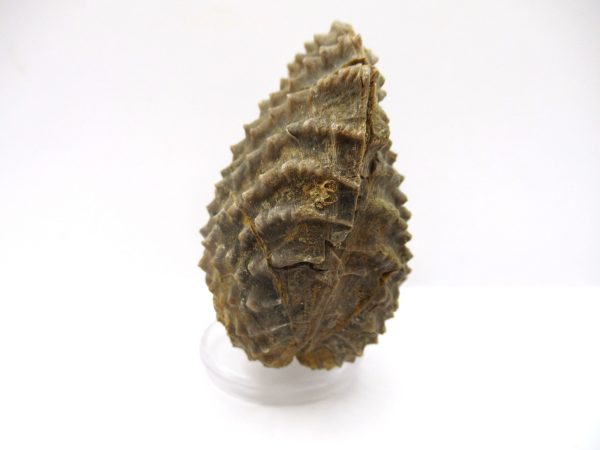 Genuine Jurassic Age Trigonia Bivalve Fossil for Sale from Portugal #18a