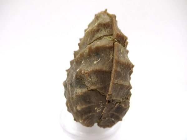 Genuine Jurassic Age Trigonia Bivalve Fossil for Sale from Portugal #22a