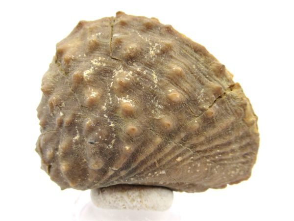 Genuine Jurassic Age Trigonia Bivalve Fossil for Sale from Portugal #22b