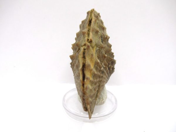 Genuine Jurassic Age Trigonia Bivalve Fossil for Sale from Portugal #22c