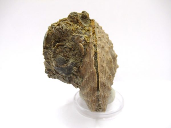 Genuine Jurassic Age Trigonia Bivalve Fossil for Sale from Portugal #24c