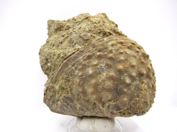 Genuine Jurassic Age Trigonia Bivalve Fossil for Sale from Portugal #26