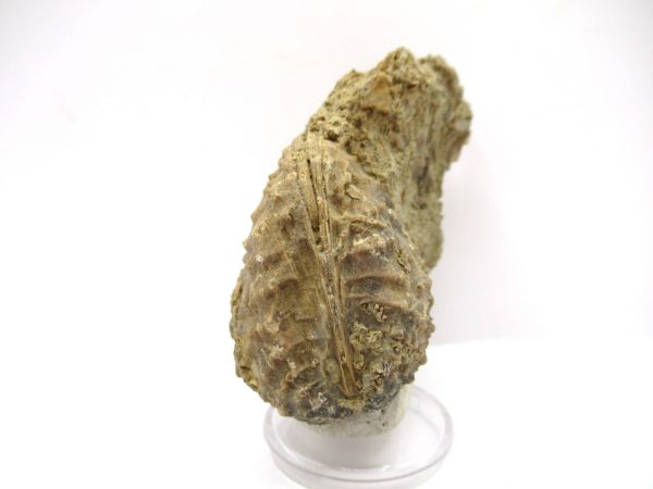 Genuine Jurassic Age Trigonia Bivalve Fossil for Sale from Portugal #26a