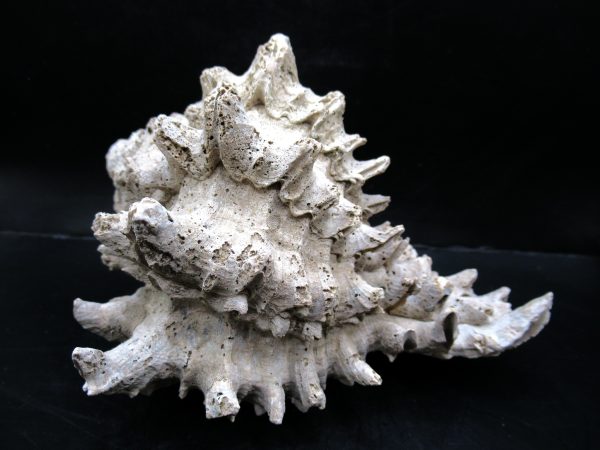 Genuine Miocene Age Murex Gastropod Fossil for Sale from Florida #10