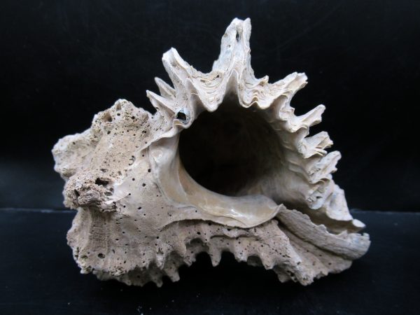 Genuine Miocene Age Murex Gastropod Fossil for Sale from Florida #10c