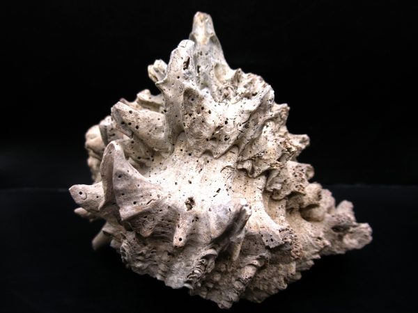 Genuine Miocene Age Murex Gastropod Fossil for Sale from Florida #11