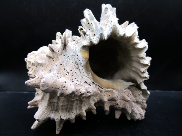 Genuine Miocene Age Murex Gastropod Fossil for Sale from Florida #11c