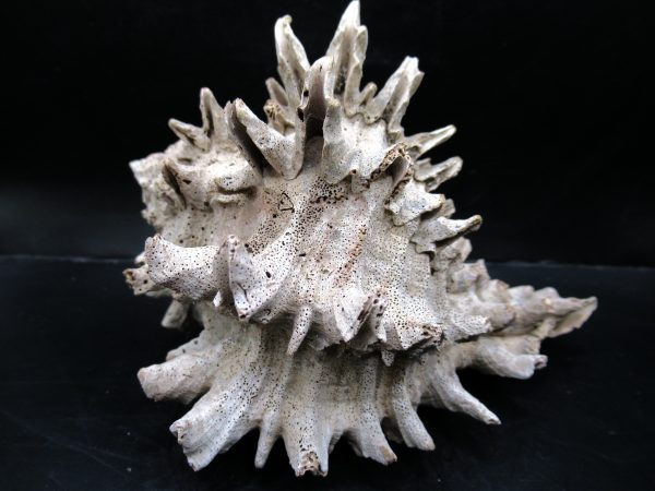 Genuine Miocene Age Murex Gastropod Fossil for Sale from Florida #13