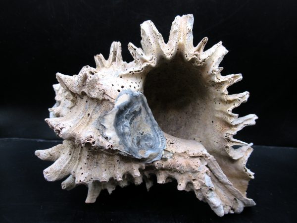 Genuine Miocene Age Murex Gastropod Fossil for Sale from Florida #13c