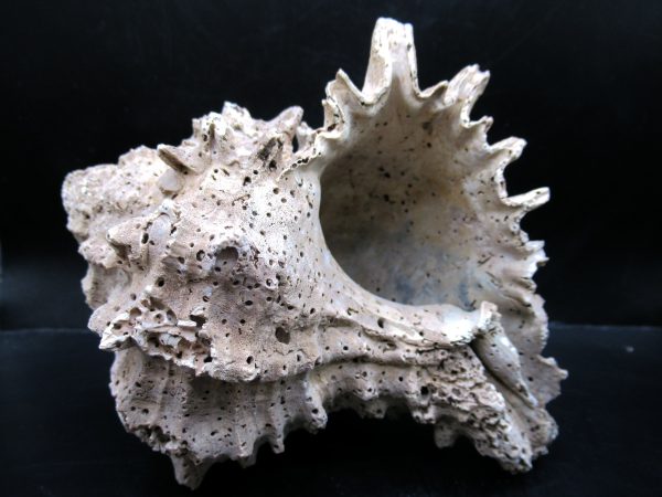 Genuine Miocene Age Murex Gastropod Fossil for Sale from Florida #14c