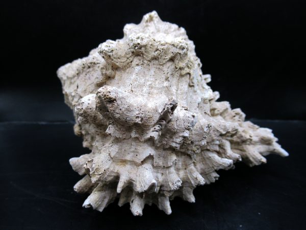 Genuine Miocene Age Murex Gastropod Fossil for Sale from Florida #15