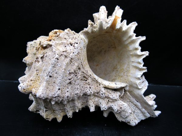 Genuine Miocene Age Murex Gastropod Fossil for Sale from Florida #15c