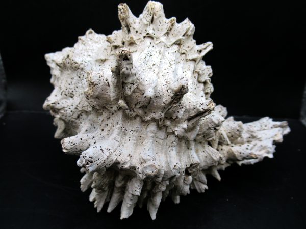 Genuine Miocene Age Murex Gastropod Fossil for Sale from Florida #16