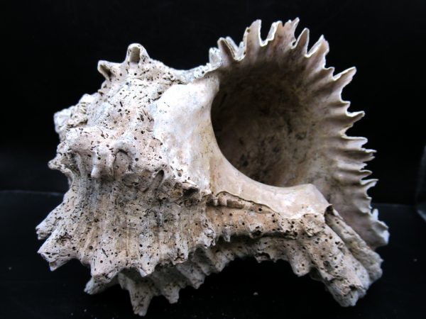 Genuine Miocene Age Murex Gastropod Fossil for Sale from Florida #16c