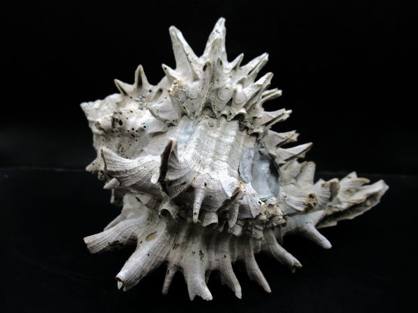 Genuine Miocene Age Murex Gastropod Fossil for Sale from Florida #17