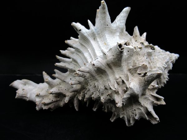 Genuine Miocene Age Murex Gastropod Fossil for Sale from Florida #17a