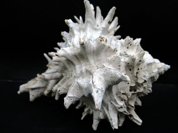 Genuine Miocene Age Murex Gastropod Fossil for Sale from Florida #17b