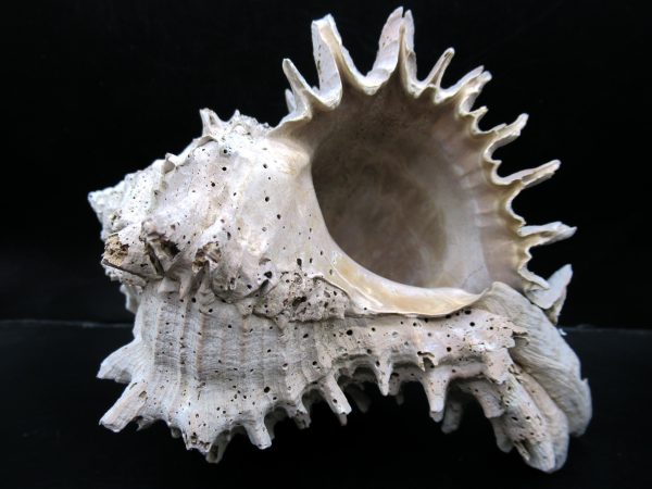 Genuine Miocene Age Murex Gastropod Fossil for Sale from Florida #17c