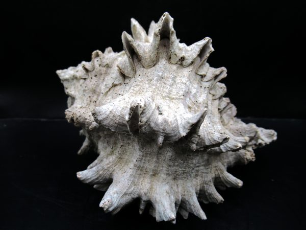 Genuine Miocene Age Murex Gastropod Fossil for Sale from Florida #18