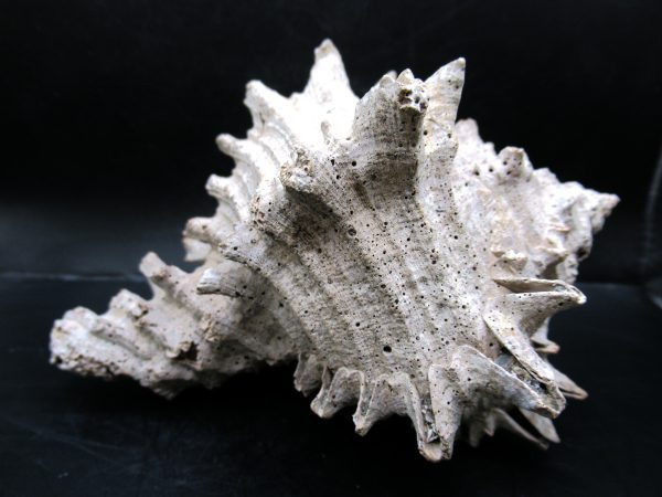 Genuine Miocene Age Murex Gastropod Fossil for Sale from Florida #18a