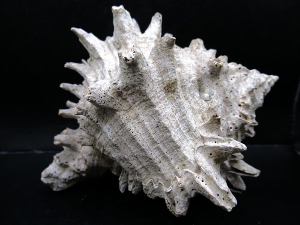 Genuine Miocene Age Murex Gastropod Fossil for Sale from Florida #18b