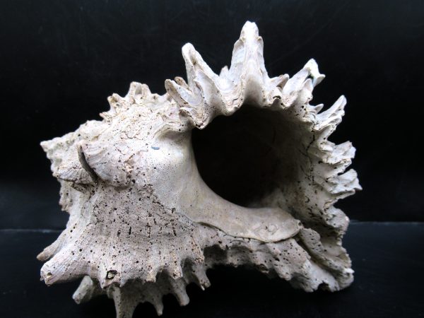 Genuine Miocene Age Murex Gastropod Fossil for Sale from Florida #18c