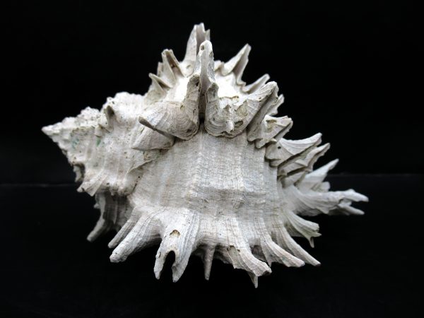 Genuine Miocene Age Murex Gastropod Fossil for Sale from Florida #19a