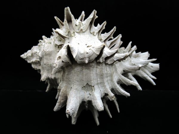 Genuine Miocene Age Murex Gastropod Fossil for Sale from Florida #19b