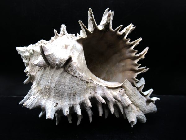 Genuine Miocene Age Murex Gastropod Fossil for Sale from Florida #19c